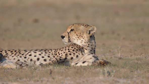 Cheetah resting and looking around 