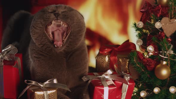 Portrait of gray fluffy yawning cat in trendy Christmas New Year style