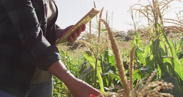 Video of midsection of caucasian woman standing in field with tablet on sunny day