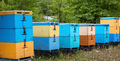 Bee hive in forest nature. Yellow and blue color wooden beehive in a row, beekeeping, forest honey - PhotoDune Item for Sale
