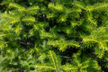 Fir tree close up. Fresh spruce needle background, Christmas tree foliage in nature, sunny day. - PhotoDune Item for Sale