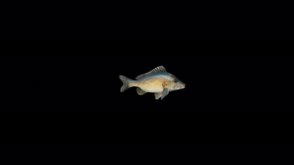 4K White Grunt Fish Swim