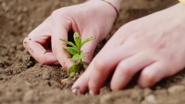 Girl's Hand Grows a Small Seedling in the Ground for Ecosustainability