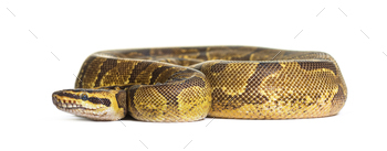 Ball python, Python regius, isolated on white