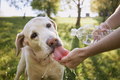 Dog drinking water from bottle - PhotoDune Item for Sale