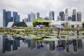 Blooming purple water lily against urban skyline - PhotoDune Item for Sale