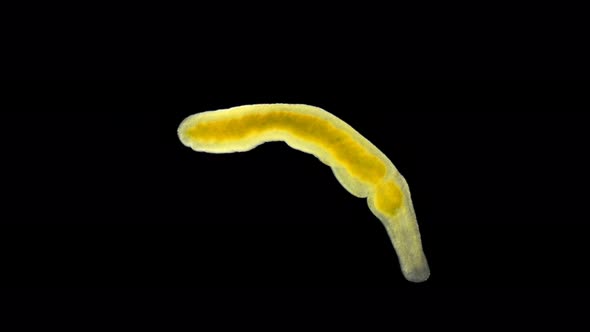 flatworm of the Prorhynchidae family under a microscope, Order Lecithoepitheliata