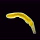 flatworm of the Prorhynchidae family under a microscope, Order Lecithoepitheliata - VideoHive Item for Sale
