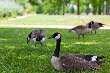 ith other geese in the background.