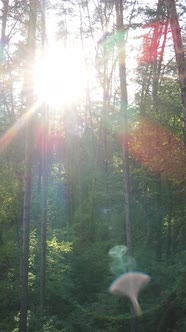 Vertical Video of Many Trees in the Forest