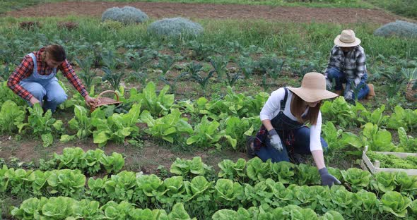 Women picking up fresh vegetable at harvest period - Mature people working at farm