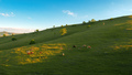 Free-range dairy farming cows grazing on Zlatibor hills slopes - PhotoDune Item for Sale