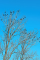 Flock of black crows (Corvus corone) on the tree - PhotoDune Item for Sale