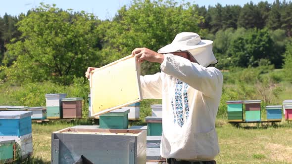 Beekeeper holding a honeycomb full of bees. Beekeeper inspecting honeycomb frame