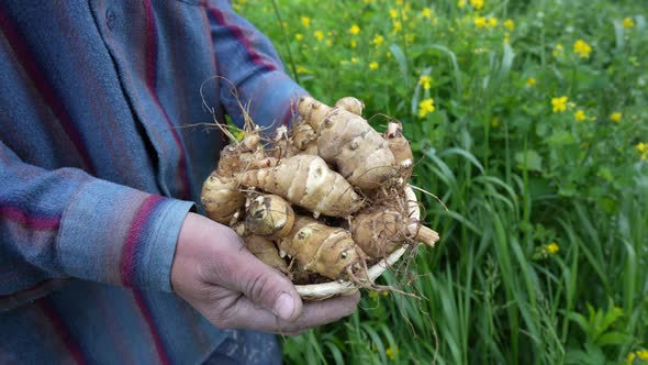 Fresh jerusalem artichokes in a basket in the hands of a man, close up