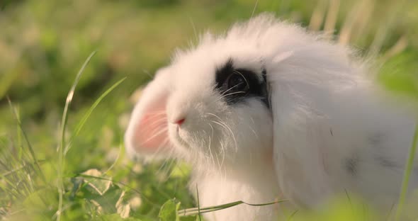 Dwarf Angora Rabbit in the Green Grass