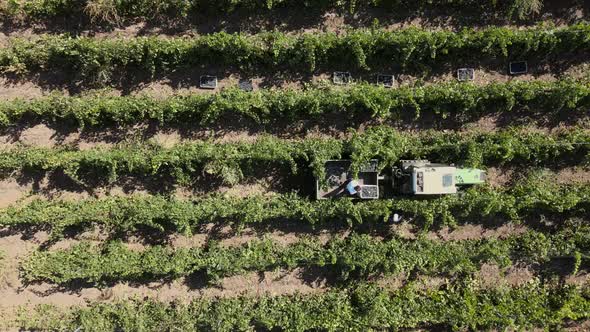 Countryside Farms, Vineyard Grapes, Aerial View of Grapes Harvest with Tractor