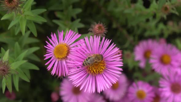 Bee Collecting Pollen From A Flower