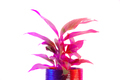 Vibrant colorful photo of Alocasia Pictus plant in ceramic pot. - PhotoDune Item for Sale