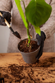 Transplanting a houseplant into a new flower pot. - PhotoDune Item for Sale