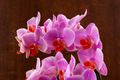 Beautiful purple Phalaenopsis orchid flowers, isolated on dark background. - PhotoDune Item for Sale