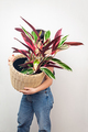 Girl holding Stromanthe tricolor pot plant against white wall background. - PhotoDune Item for Sale