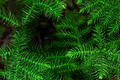 Fresh green Chilean Araucaria or Chilean Spruce plant background. - PhotoDune Item for Sale
