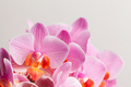 Beautiful purple Phalaenopsis orchid flowers, on white background. - PhotoDune Item for Sale