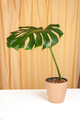 Monstera Deliciosa plant in brown platic pot - PhotoDune Item for Sale