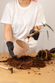 Transplanting a houseplant into a new flower pot. - PhotoDune Item for Sale