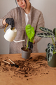 Transplanting a houseplant into a new flower pot. - PhotoDune Item for Sale