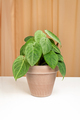 Syngonium Frosted Heartin in brown ceramic pot isolated on a fabric curtains background. - PhotoDune Item for Sale