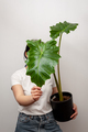 Florist woman holding a pot with Elephant ear plant in plastic pot. - PhotoDune Item for Sale