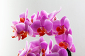Beautiful purple Phalaenopsis orchid flowers, on white background. - PhotoDune Item for Sale