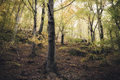 woods landscape with colorful foliage in autumn - PhotoDune Item for Sale