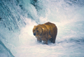 Young Brown Bear in a Waterfall - PhotoDune Item for Sale