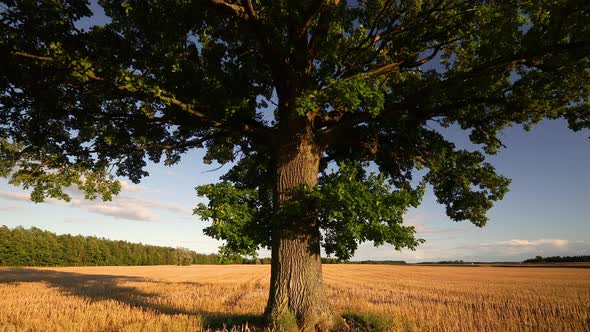 Aproaching Oak Tree