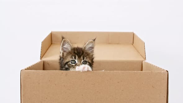 Cute Grey Kitten in a Cardboard Box Isolated on a White Background