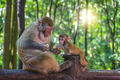 Monkey mother and her baby - PhotoDune Item for Sale