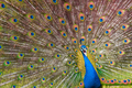 Shot of the peacock with its beautiful feathers showing to everyone in the zoopark - PhotoDune Item for Sale