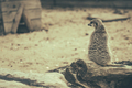 Shot of the meerkat sitting on a trunk of a tree with its hindfoot - PhotoDune Item for Sale