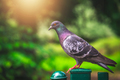 Pigeon sitting on a green fence - PhotoDune Item for Sale