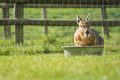 Shot of the rabbit drinking water from the bowl put on the surface covered with grass - PhotoDune Item for Sale