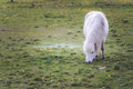 Small white Icelandic horse grazing on the grass with small yellow flowers - PhotoDune Item for Sale