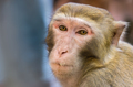 Chinese macaque monkey portrait - PhotoDune Item for Sale