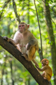 Wild monkey family climbing trees in China - PhotoDune Item for Sale