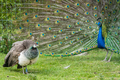 View of two blue and green Pavo birds, one with an open blue patterned tail on the grass - PhotoDune Item for Sale