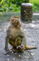 Monkey holding piece of fruit to eat - PhotoDune Item for Sale