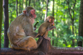 Monkey mother and her baby eating fruits - PhotoDune Item for Sale