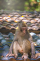 Monkey sitting on a roof - PhotoDune Item for Sale